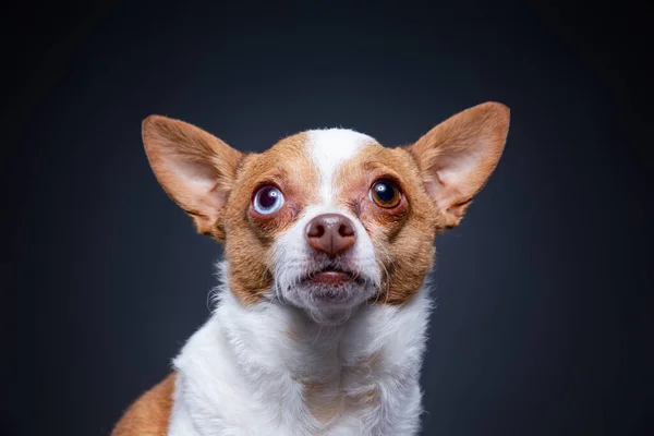 Studioaufnahme Eines Niedlichen Hundes Auf Isoliertem Hintergrund — Stockfoto