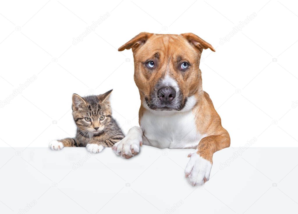 cute kitten and dog portrait on a white isolated background holding a sign