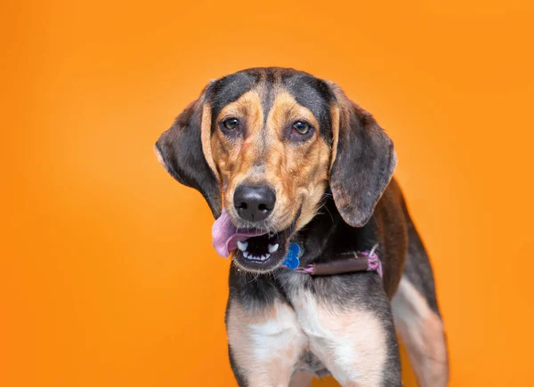 Studio Shot Cute Dog Isolated Background — Stock Photo, Image