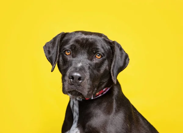 Studio Shot Van Een Schattige Hond Een Geïsoleerde Achtergrond — Stockfoto