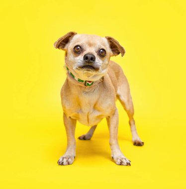 İzole edilmiş bir arka planda şirin bir köpeğin stüdyo çekimi.