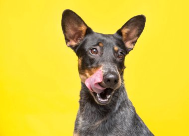 İzole edilmiş bir arka planda şirin bir köpeğin stüdyo çekimi.