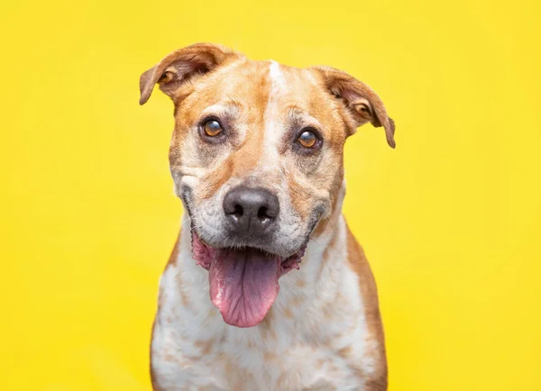 Studio Shot Cute Dog Isolated Background — Stock Photo, Image