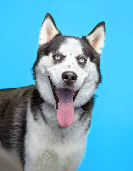 孤立した背景にかわいい犬のスタジオショット — ストック写真