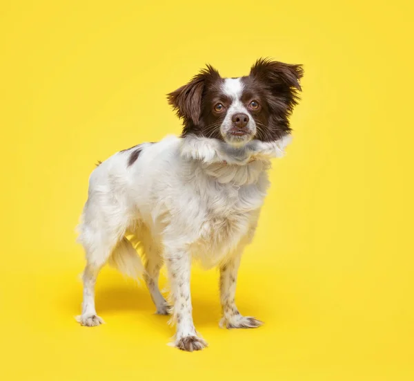 studio shot of a cute dog on an isolated background