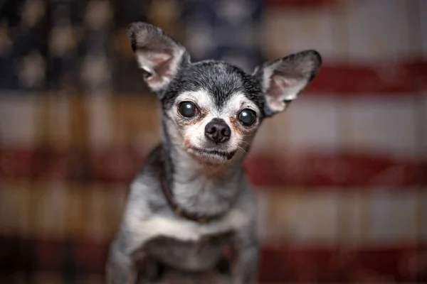 在美国国旗背景上拍摄一只可爱的狗 — 图库照片