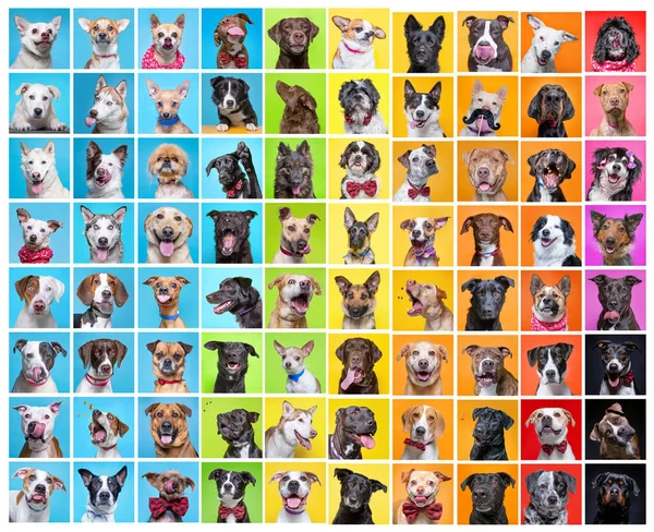 Lindo Grupo Perros Estudio Tiro Collage Sobre Fondo Aislado — Foto de Stock