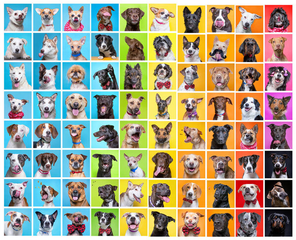 cute group of dogs in a studio shot collage on an isolated background