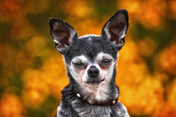 花や紅葉の前でかわいいチワワ — ストック写真