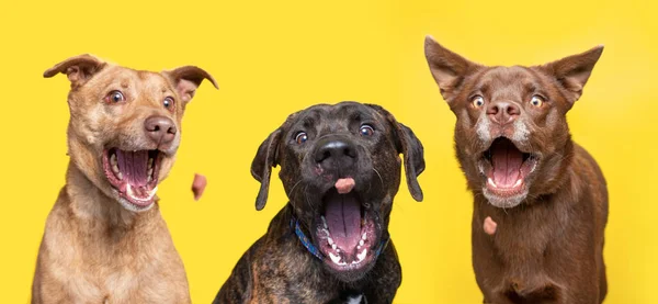 Studioaufnahme Von Niedlichen Hunden Die Leckereien Auf Einem Isolierten Hintergrund — Stockfoto