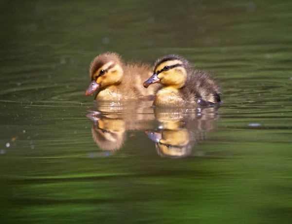 两只野鸭在池塘里游泳 — 图库照片