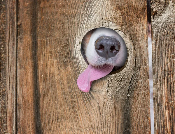 a cute dog\'s nose and tongue poking out of a hole in the fence licking and drooling