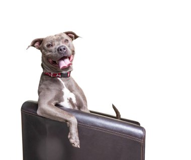 İzole edilmiş bir arka planda bir köpeğin stüdyo fotoğrafı.