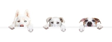 İzole edilmiş bir arka planda beyaz bir sig tutan şirin bir köpeğin stüdyo fotoğrafı.