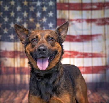 Amerikan bayrağının önünde şirin bir köpeğin stüdyo fotoğrafı.