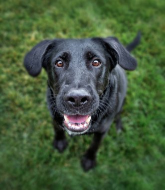 Dışarıdaki sevimli köpeğin geniş açılı fotoğrafları. 