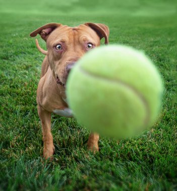 Dışarıdaki sevimli köpeğin geniş açılı fotoğrafları. 