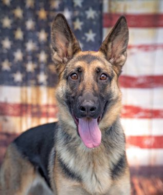 Amerikan bayrağının önünde şirin bir köpeğin stüdyo fotoğrafı.