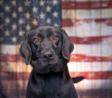 Amerikan bayrağının önünde şirin bir köpeğin stüdyo fotoğrafı.