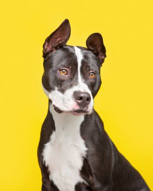 İzole edilmiş bir arka planda şirin bir köpeğin stüdyo çekimi.