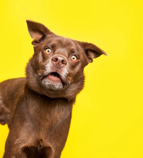 Studio Skott Söt Hund Isolerad Bakgrund — Stockfoto