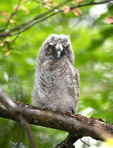 Langohr Wald — Stockfoto