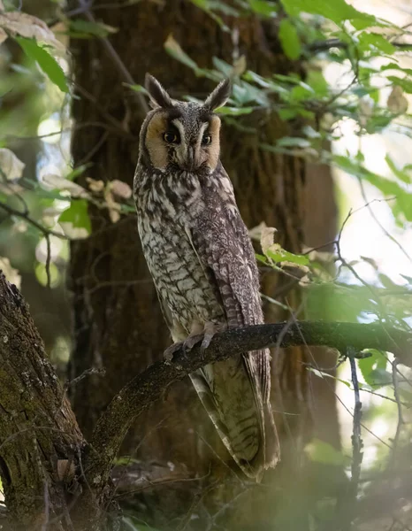 森林里的长耳朵猫头鹰 — 图库照片