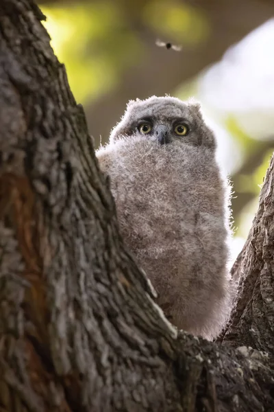 Bebé Gran Búho Con Cuernos Mirando Una Mosca — Foto de Stock