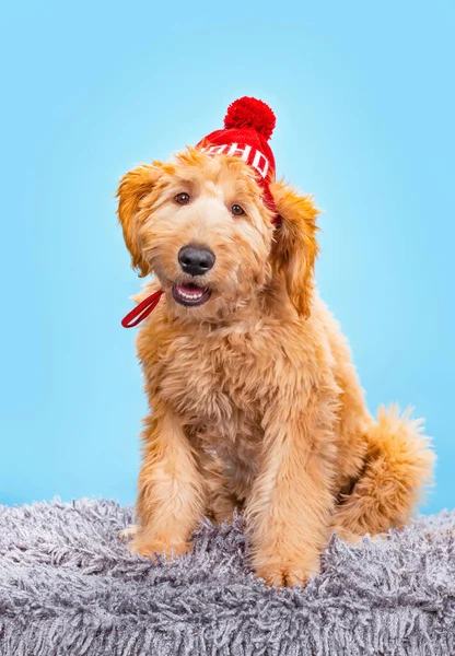 Studioaufnahme Eines Niedlichen Hundes Auf Isoliertem Hintergrund — Stockfoto