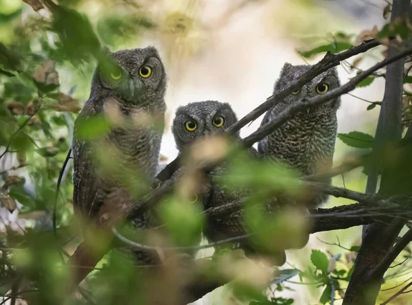 Quatro Bebês Coruja Grito Ramo — Fotografia de Stock