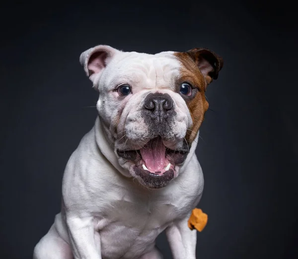 Bulldogge Vor Isoliertem Hintergrund Einem Atelier — Stockfoto