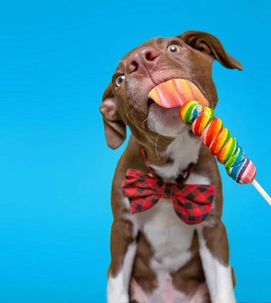 Studio Skott Söt Hund Isolerad Bakgrund — Stockfoto