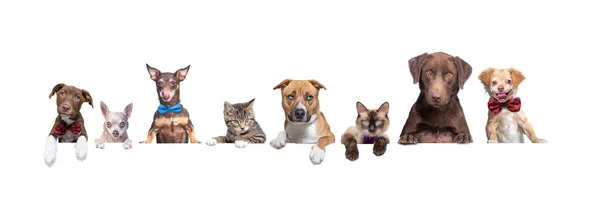 Cute Shelter Puppy Kitten Group Portrait White Isolated Background — Stock Photo, Image