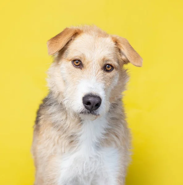 摄影棚拍摄一只可爱的狗在一个孤立的背景前 — 图库照片