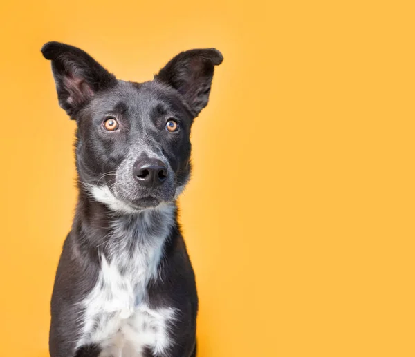 Studio Shot Van Een Schattige Hond Voorkant Van Een Geïsoleerde — Stockfoto