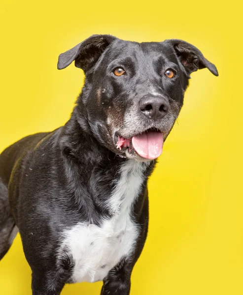 Studio Shot Van Een Schattige Hond Voorkant Van Een Geïsoleerde — Stockfoto