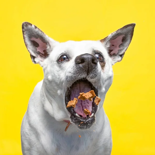 Studio Skott Söt Hund Isolerad Bakgrund — Stockfoto