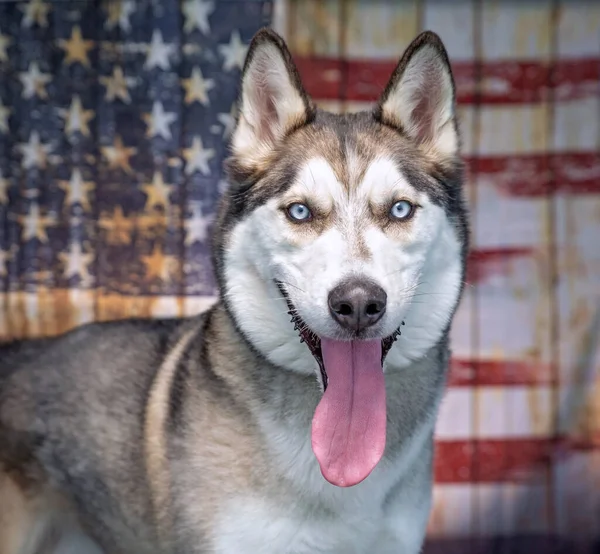 Estúdio Tiro Cão Bonito Frente Bandeira Americana — Fotografia de Stock