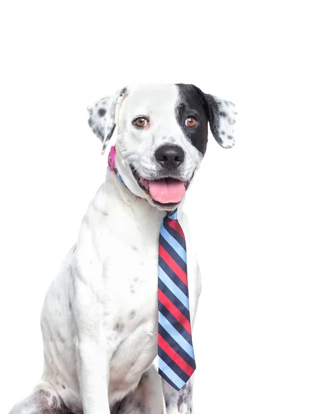 Studio Shot Van Een Schattige Hond Voorkant Van Een Geïsoleerde — Stockfoto