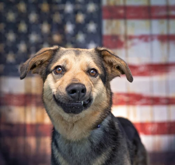 Estúdio Tiro Cão Bonito Frente Bandeira Americana — Fotografia de Stock