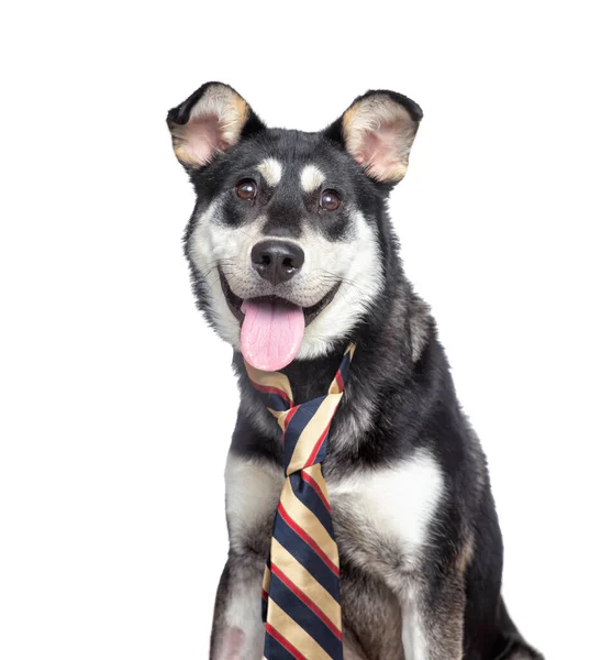 Studio Shot Van Een Schattige Hond Voorkant Van Een Geïsoleerde — Stockfoto