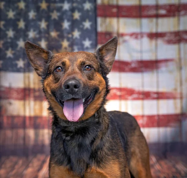 Studio Strzał Ładny Pies Przed Amerykańską Flagą — Zdjęcie stockowe