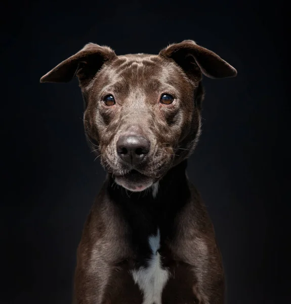 Studio Shot Van Een Schattige Hond Voorkant Van Een Geïsoleerde — Stockfoto