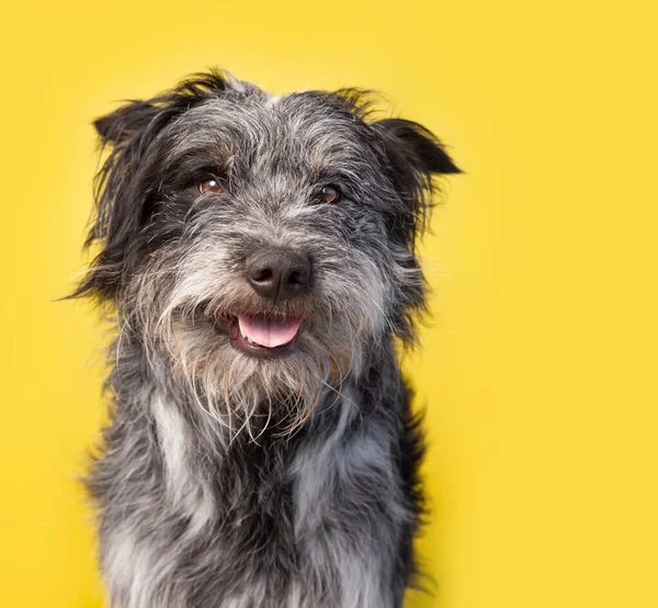 Estudio Disparo Lindo Perro Frente Fondo Aislado —  Fotos de Stock