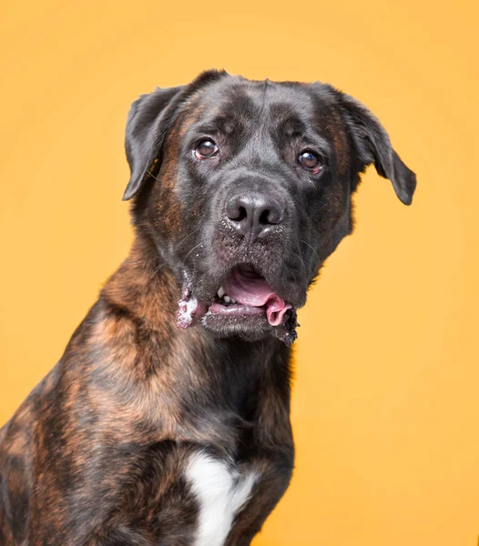 Studio Shot Van Een Schattige Hond Voorkant Van Een Geïsoleerde — Stockfoto