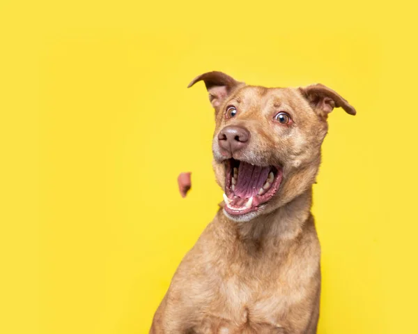 Estudio Disparo Lindo Perro Frente Fondo Aislado — Foto de Stock