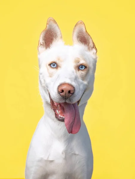 Zole Edilmiş Bir Arka Planda Şirin Bir Köpeğin Stüdyo Çekimi — Stok fotoğraf