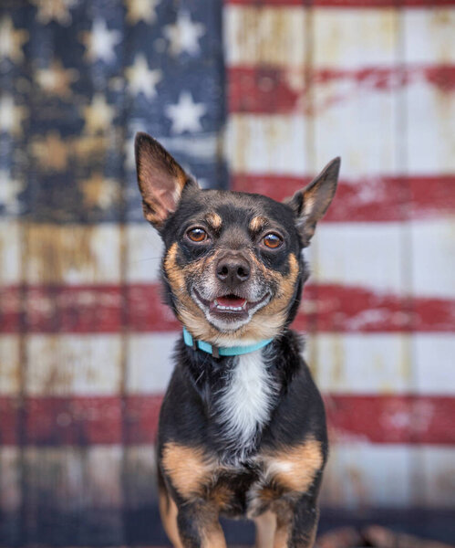 студийный кадр милой собаки перед американским флагом