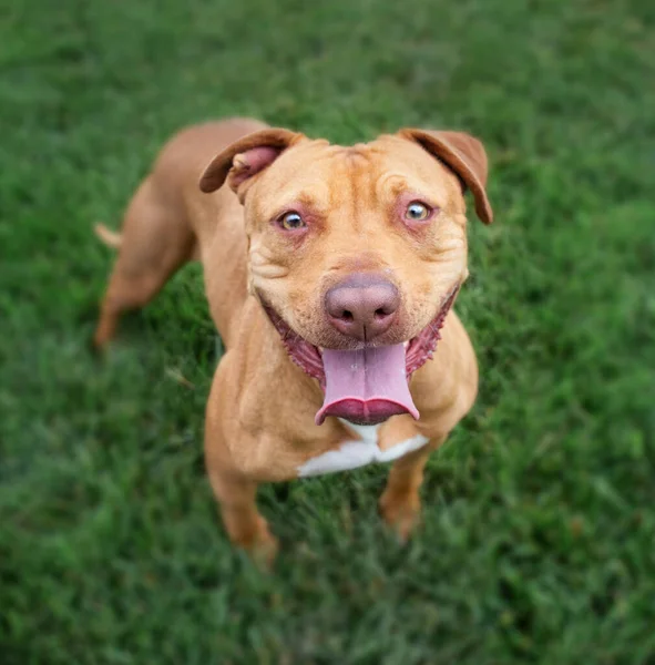 Groothoek Foto Van Een Schattige Hond Buiten — Stockfoto