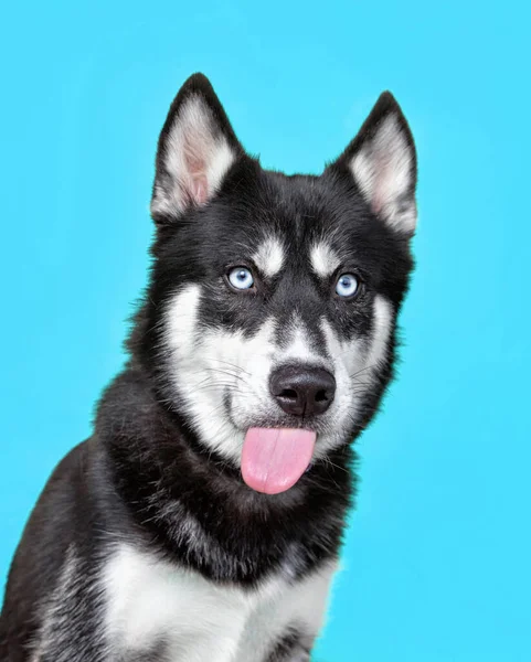 Studio Shot Van Een Schattige Hond Een Geïsoleerde Achtergrond — Stockfoto